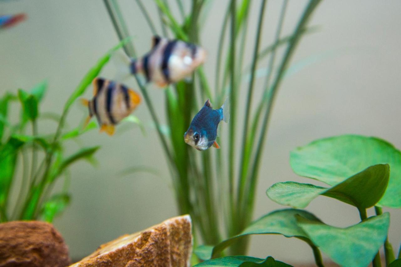 B&B Aquarium San Benedetto del Tronto Buitenkant foto