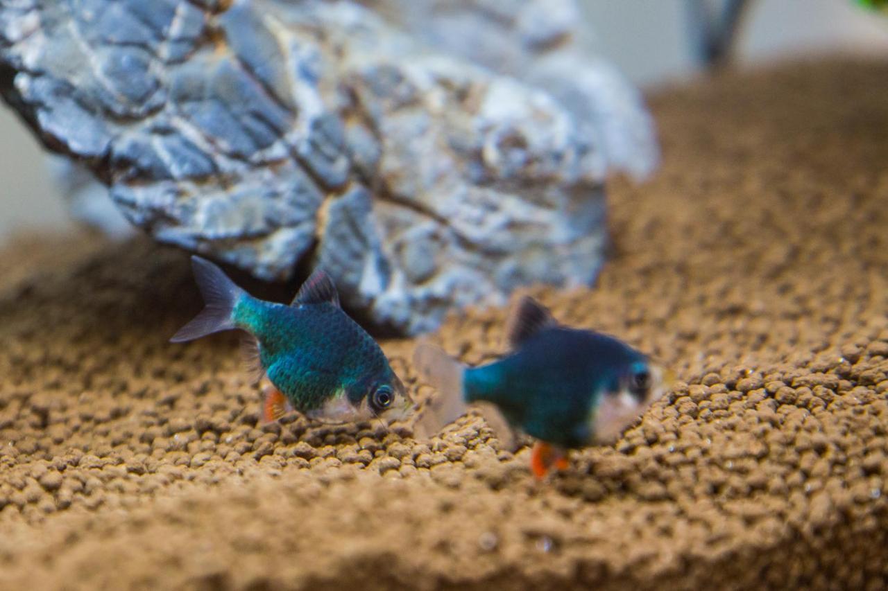 B&B Aquarium San Benedetto del Tronto Buitenkant foto
